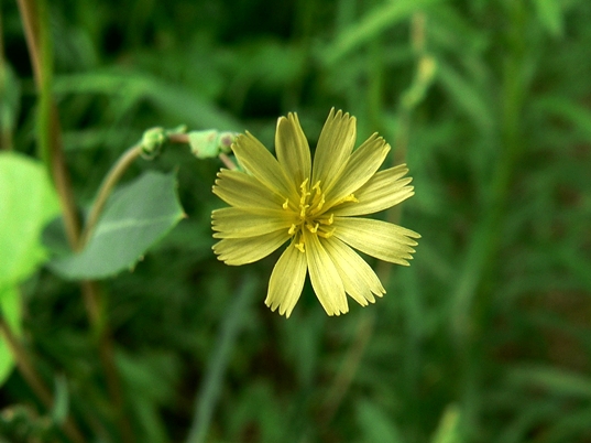 {Lactuca serriola}